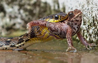 青蛙避雨惨遭蛇袭击 眼睁睁看着自己被吞 