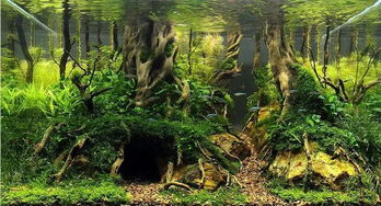 60cm的缸里可以种大树 树林景水草缸 鱼缸造景