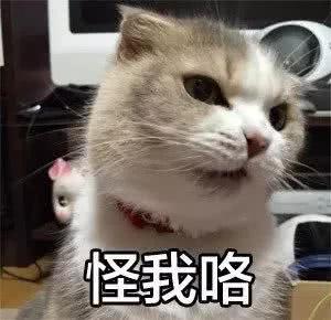 自从把猫带回家,我差点成了孤儿