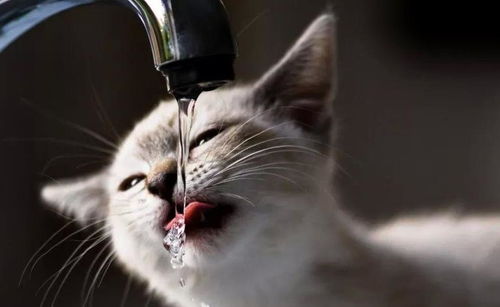 猫咪得了糖尿病,怎么办 给它喝点 糖盐水