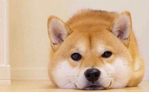 日本的 土狗 柴犬,凭什么能比中国土狗的身价贵几十倍