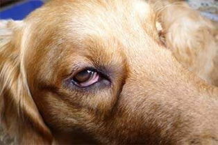狗狗也会得红眼病 该怎么治