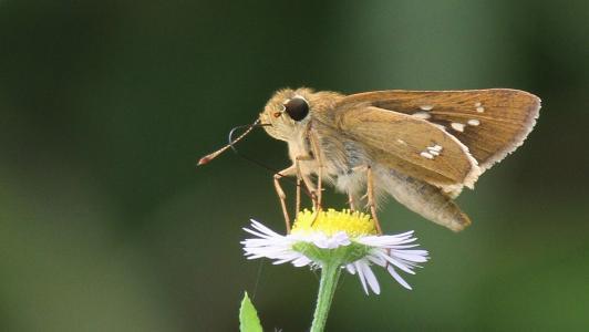 飞蛾的幼虫长有咀嚼式口器,以植物的叶子为食物,为农林作物,果树,茶叶