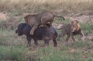 南非一母狮骑雄狮头惩罚其偷幼崽 盘点狮子趣闻 