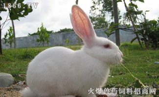 兔子几个月可以繁殖,兔子的繁殖能力