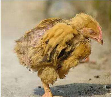 鸡怎么预防禽流感,鸡患禽流感怎么治疗治疗鸡禽流感的药物