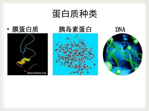 优质蛋白质——胎宝贝生命的基础物质