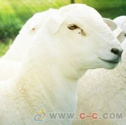 北京澳洲白羊羊苗价格 易县杜奥牧业sell 天津澳洲白羊 北京澳洲白羊羊苗价