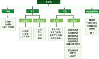 尿沉渣未分类管型5什么意思