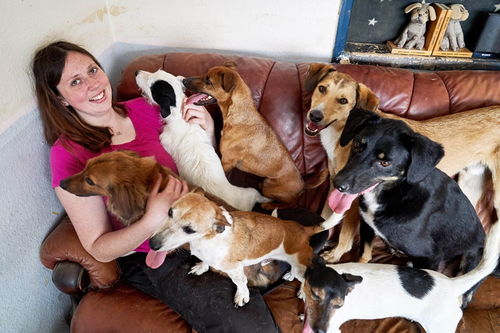 超级铲屎官 英国一女训犬师在家养了22只狗狗 