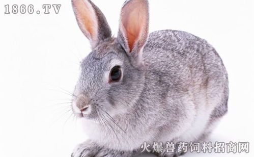 安哥拉兔的主要品种 