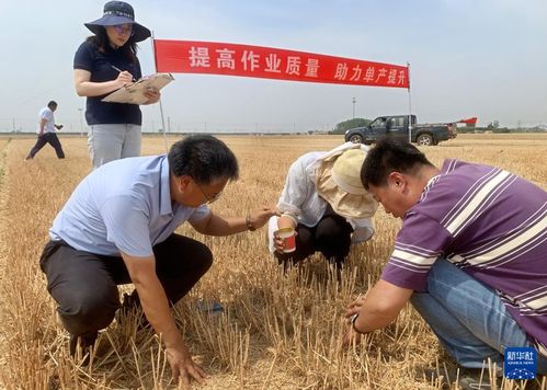 收麦子是几月-图2