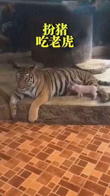 扮猪吃老虎 