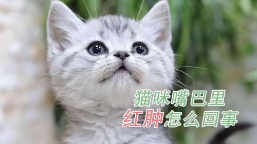 猫咪嘴巴里红肿怎么回事 