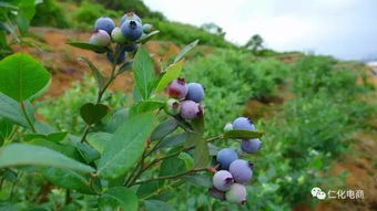 初夏又到蓝莓成熟时 仁化丹霞蓝莓园 要开园啦
