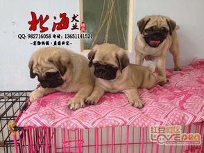 北京纯种巴哥犬多少钱一只 