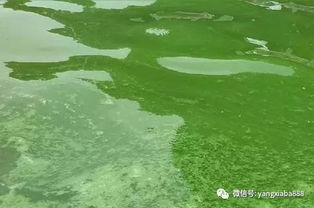 水面上的油漆怎么弄好看？水面漂浮油漆怎么处理(喷在水面上的油漆叫什么)