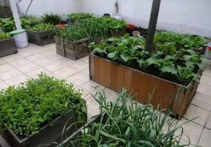 30平米屋顶小菜园,她用空油桶和自制木箱花池,种出了几十种蔬菜,一家人吃不完 