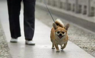 省人大常委会审议批准 金华养犬管理有法可依 
