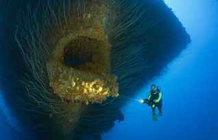 深海里的巨型生物 恐怖又奇幻 文章阅读中心 急不急图文 Jpjww Com