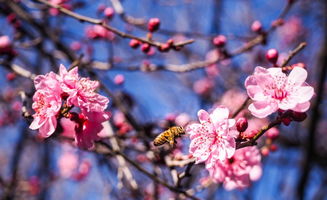 BLO相关介绍,blossom