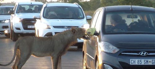马路中来头狮子,居然知道开车门,吓得女司机赶紧跑