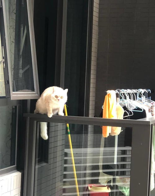 猫咪在25楼阳台栏杆上行走,邻居多次上门无果,门口贴纸劝猫主人