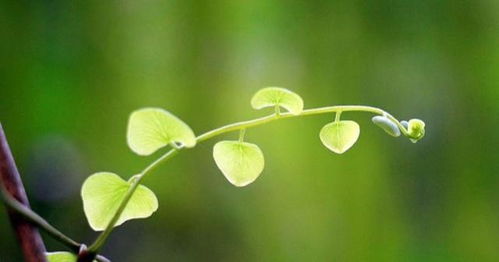 六首雨水时节诗词,愿雨水洗涤尘世污垢,换回生机勃勃的美好人间