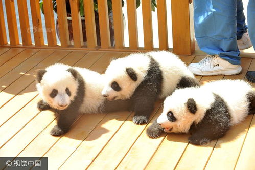 西安三只大熊猫宝宝亮相 征名认养 