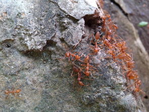 蚂蚁翘是什么东西