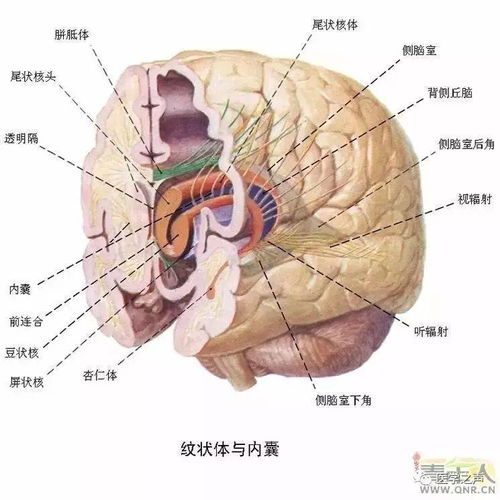 50张高清图片,搞定神经系统解剖