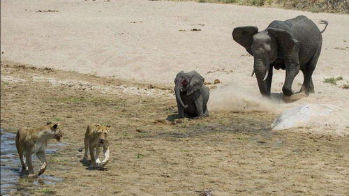 狮子攻击大象宝宝,大象带兄弟杀过来 