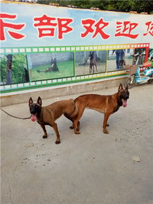 浙江宁波哪有马犬养殖基地三个月马犬价格多少钱 