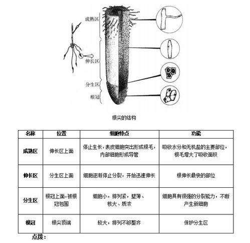 植物根尖结构 搜狗图片搜索