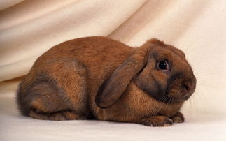 可爱兔子宠物动物世界野兔素材图片 模板下载 0.00MB 居家物品大全 生活工作 