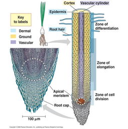 植物根尖结构 搜狗图片搜索