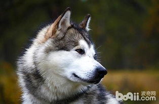 阿拉斯加犬的遛狗频率每天多久合适