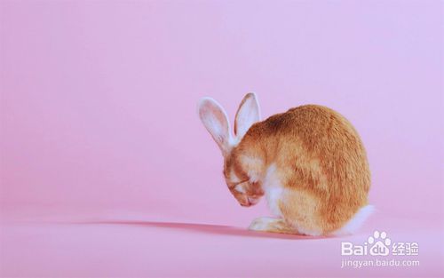 怎么养兔子 兔子怎么养 