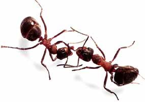 蚂蚁 