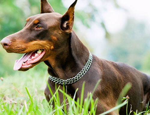 我是女生超级喜欢杜宾犬，建议养吗