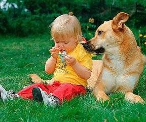 狗狗能不能吃甜食 狗狗吃甜食要注意什么