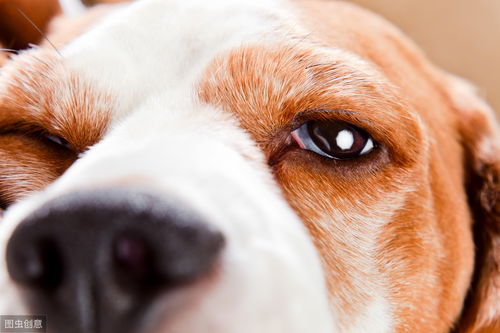 犬干眼症 一种容易被人忽视的眼部疾病,情况严重能导致狗狗失明