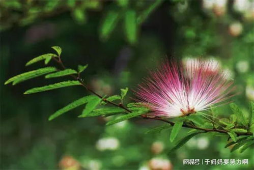 鬼花都有什么花,鬼花都有什么花