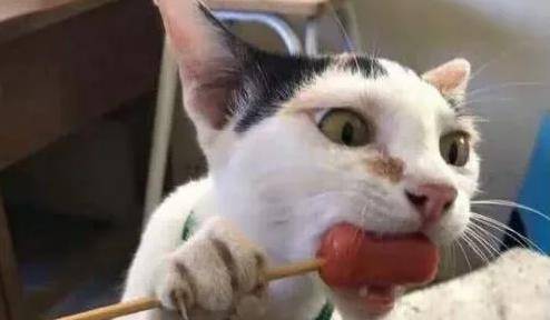 当猫盯着人吃东西时,它在想什么