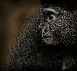 猿类细腻面部表情摄影 黑猩猩凝视正前方 