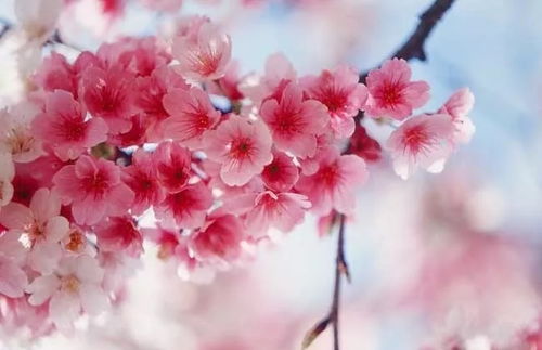 樱花花语及代表意义,樱花的花语是什么？