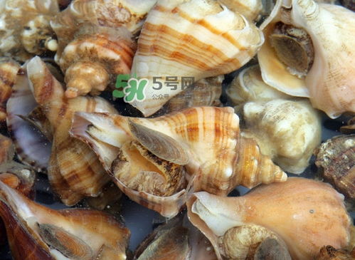 为什么海螺壳里面会有声音 海螺和韭菜能不能一起吃