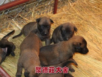 图 深圳哪里能买到健康的马犬 深圳CKU认证犬舍 聚德庄 深圳宠物狗 