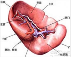 先天性脾肿大有哪些症状呢