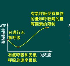 为什么是先下降的,下降那一段是有氧呼吸无氧呼吸一起进行的吧,如果说是有氧时候抑制无氧呼吸的话那他还同时进行有氧呼吸按理说不会比只进行无氧呼吸时候要慢啊 